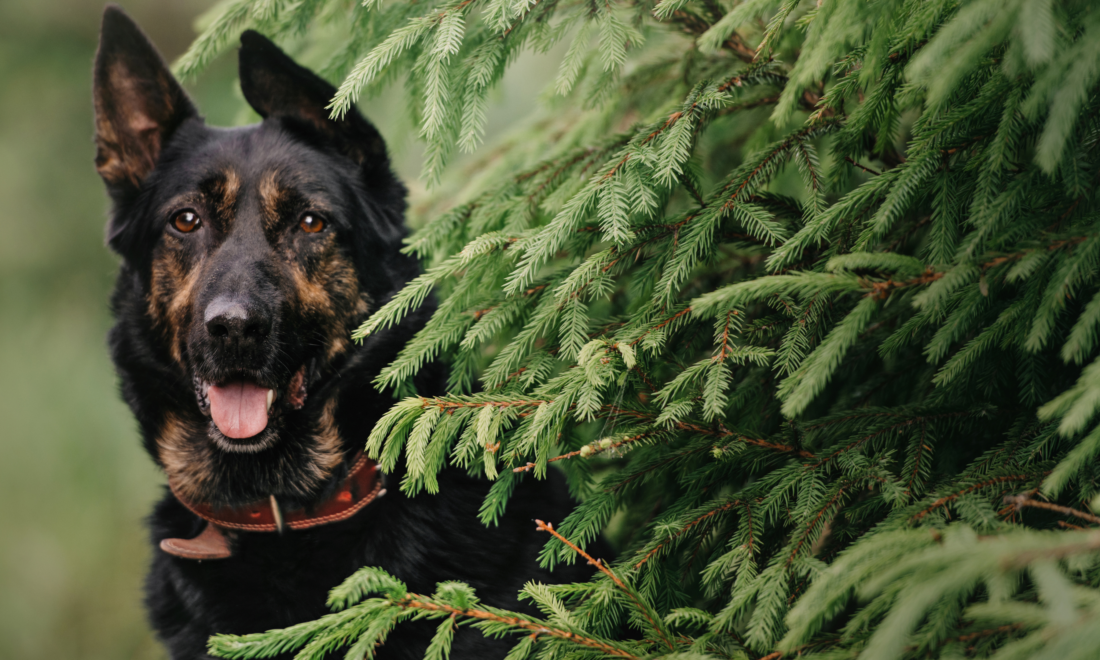 dog sitting next to tree